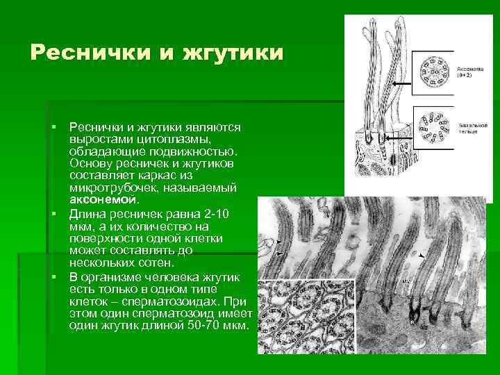 Реснички и жгутики § Реснички и жгутики являются выростами цитоплазмы, обладающие подвижностью. Основу ресничек