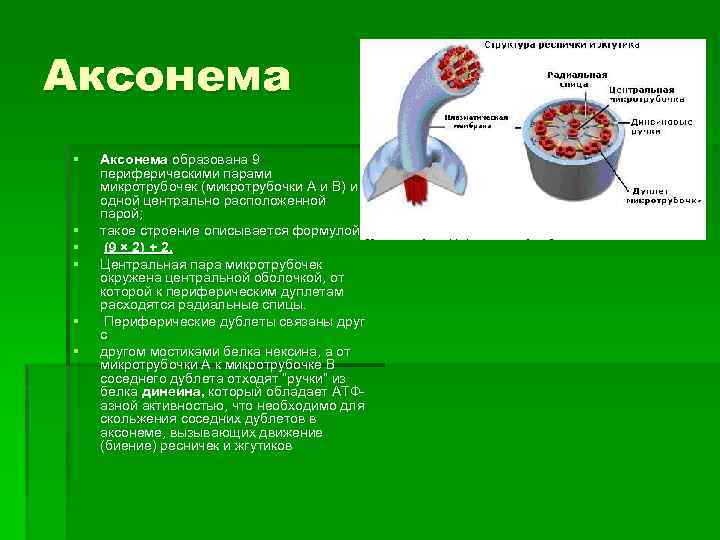Аксонема § § § Аксонема образована 9 периферическими парами микротрубочек (микротрубочки А и В)