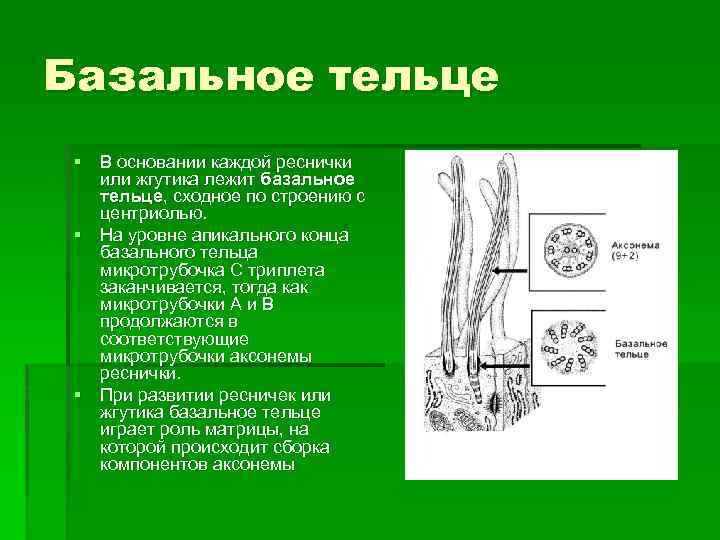 Базальное тельце § В основании каждой реснички или жгутика лежит базальное тельце, сходное по