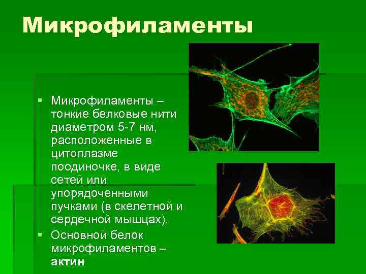 Микрофиламенты § Микрофиламенты – тонкие белковые нити диаметром 5 -7 нм, расположенные в цитоплазме