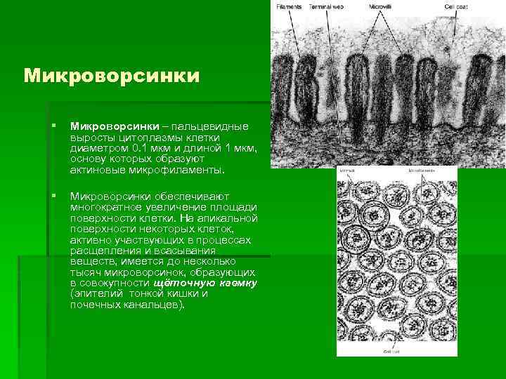 Микроворсинки животной клетки