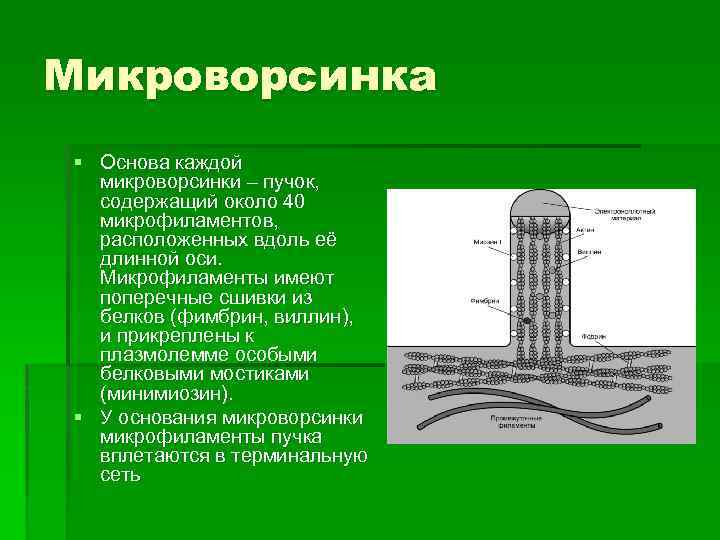 Микроворсинка § Основа каждой микроворсинки – пучок, содержащий около 40 микрофиламентов, расположенных вдоль её