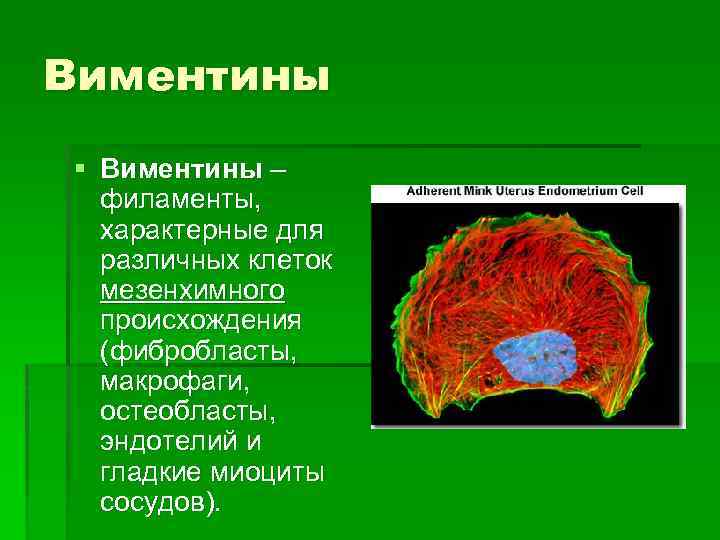 Виментины § Виментины – филаменты, характерные для различных клеток мезенхимного происхождения (фибробласты, макрофаги, остеобласты,