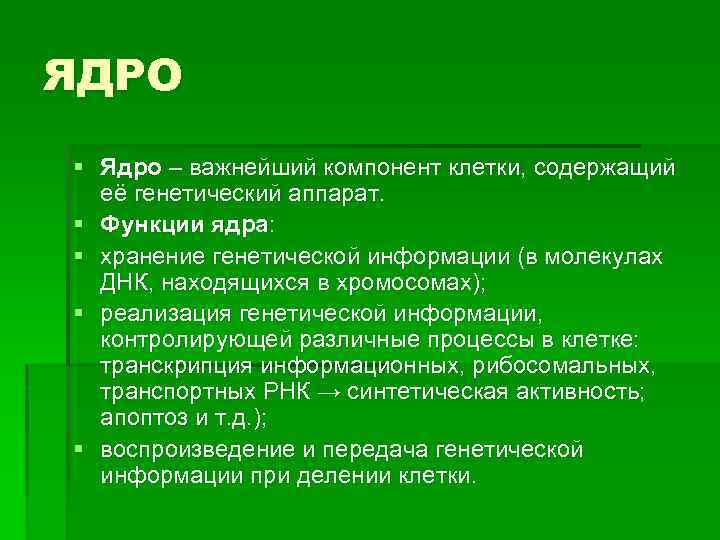 ЯДРО § Ядро – важнейший компонент клетки, содержащий её генетический аппарат. § Функции ядра: