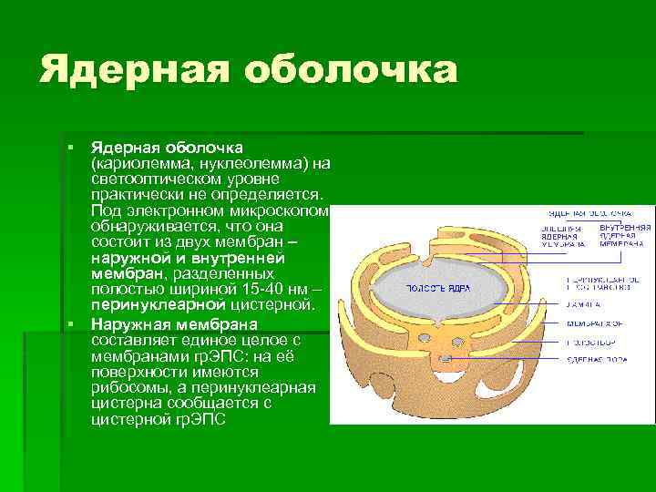 Ядерная оболочка. Ядерная оболочка кариолемма. Ядерная оболочка состоит из. Ядерная оболочка нуклеолемма. Строение нуклеолеммы.