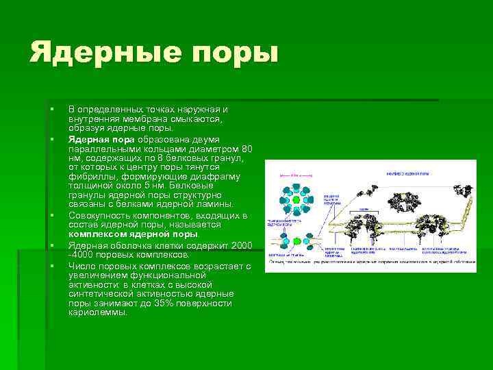 Ядерные поры