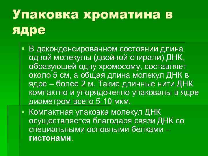 Упаковка хроматина в ядре § В деконденсированном состоянии длина одной молекулы (двойной спирали) ДНК,