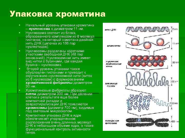 Типы хроматина