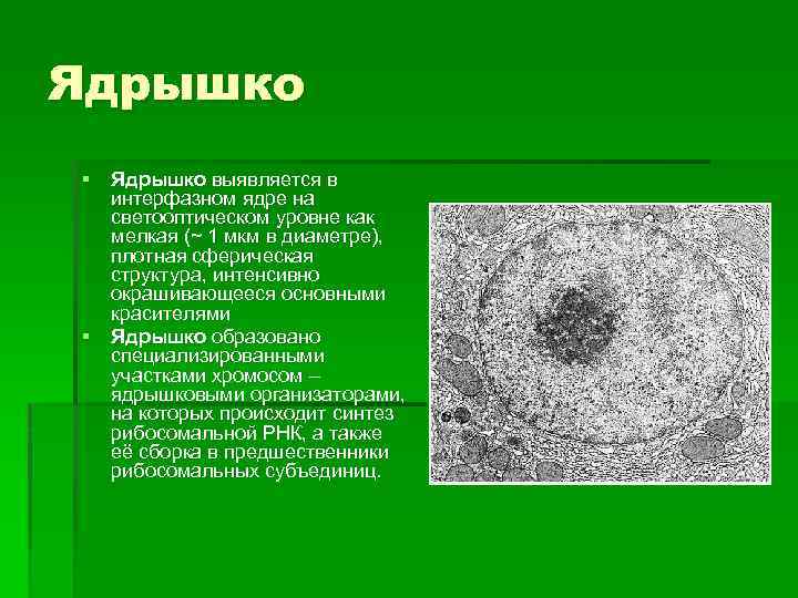 Ядрышко. Ядрышко цитология. Ядрышко окрашивается. Окраска ядрышка. Ядрышки-плотные.