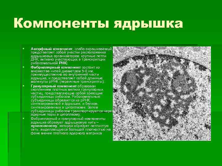 Компоненты ядрышка § § Аморфный компонент, слабо окрашиваемый, компонент, представляет собой участки расположения ядрышковых