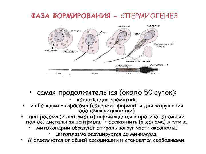 ФАЗА ФОРМИРОВАНИЯ - СПЕРМИОГЕНЕЗ • самая продолжительная (около 50 суток): • конденсация хроматина •