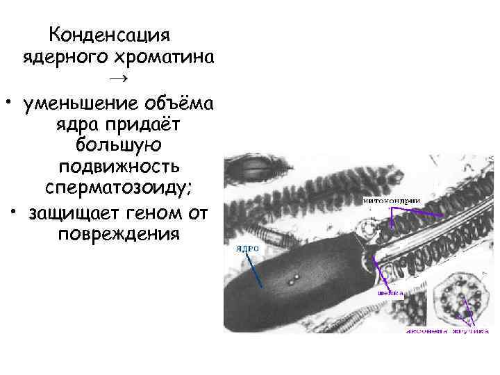 Конденсация ядерного хроматина → • уменьшение объёма ядра придаёт большую подвижность сперматозоиду; • защищает