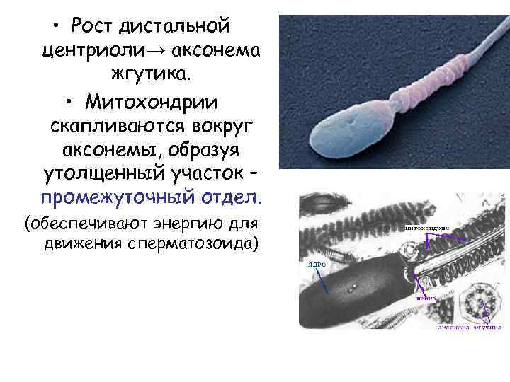  • Рост дистальной центриоли→ аксонема жгутика. • Митохондрии скапливаются вокруг аксонемы, образуя утолщенный