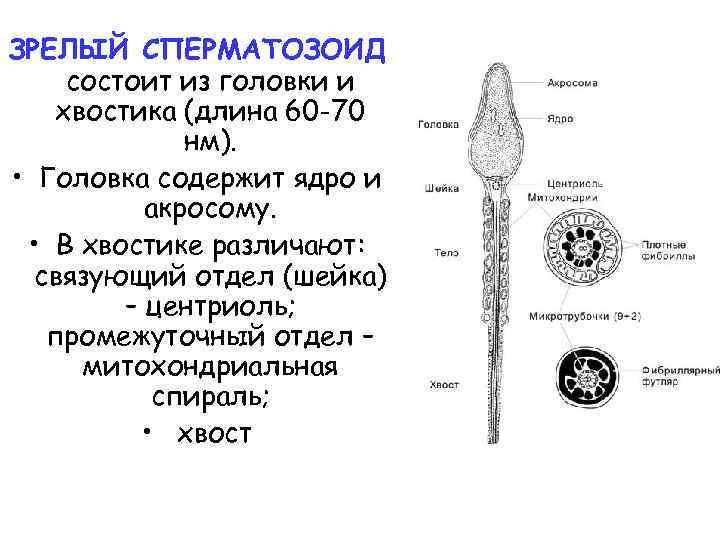 ЗРЕЛЫЙ СПЕРМАТОЗОИД состоит из головки и хвостика (длина 60 -70 нм). • Головка содержит