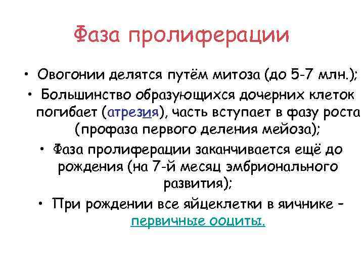 Фаза пролиферации • Овогонии делятся путём митоза (до 5 -7 млн. ); • Большинство