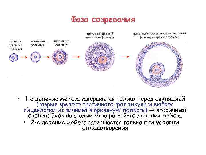 Стадия созревания мейоз