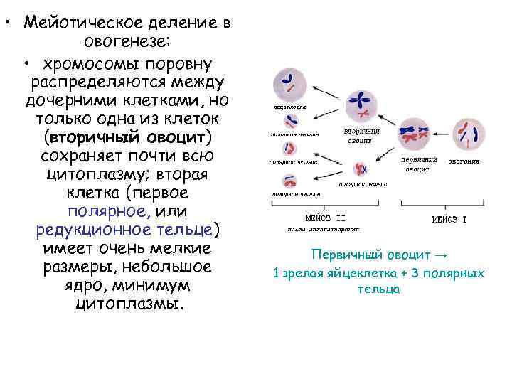 Каким номером на схеме обозначено мейотическое