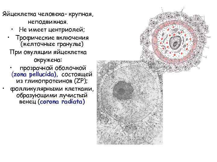 Яйцеклетка какая клетка