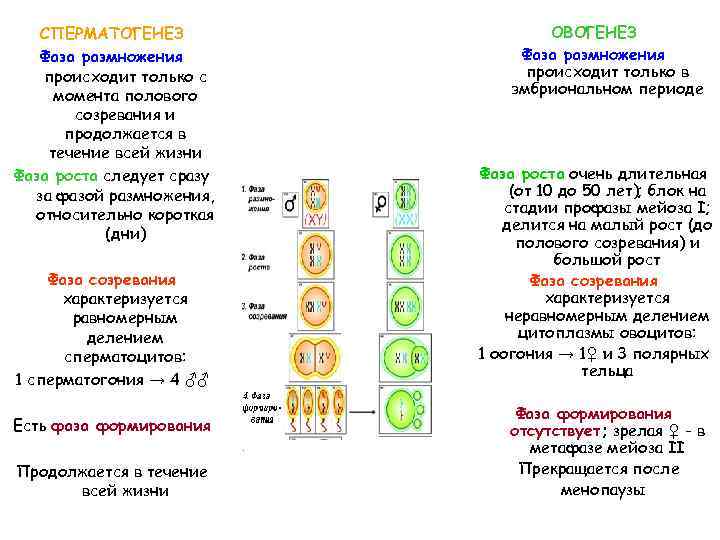 СПЕРМАТОГЕНЕЗ Фаза размножения происходит только с момента полового созревания и продолжается в течение всей