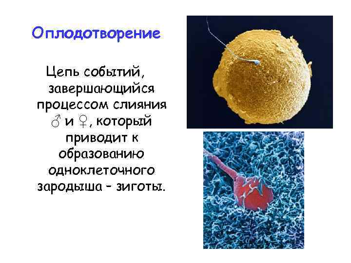 Оплодотворение Цепь событий, завершающийся процессом слияния ♂ и ♀, который приводит к образованию одноклеточного