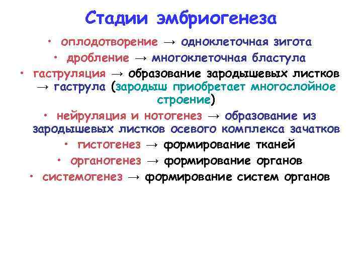 Стадии эмбриогенеза • оплодотворение → одноклеточная зигота • дробление → многоклеточная бластула • гаструляция