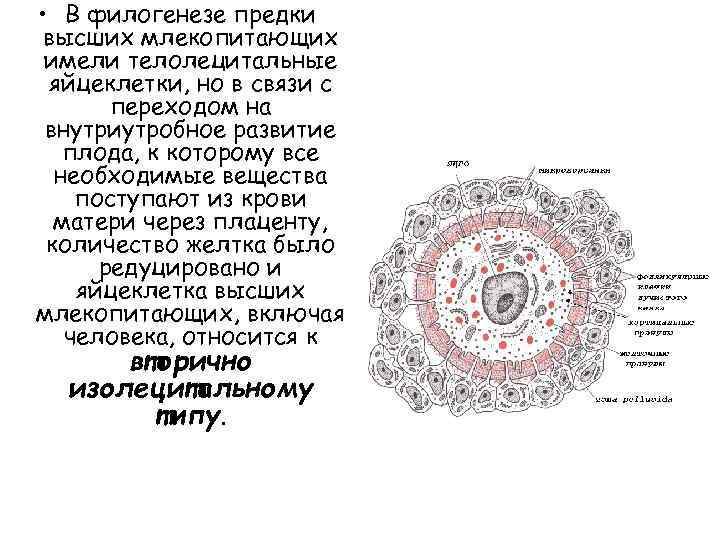  • В филогенезе предки высших млекопитающих имели телолецитальные яйцеклетки, но в связи с