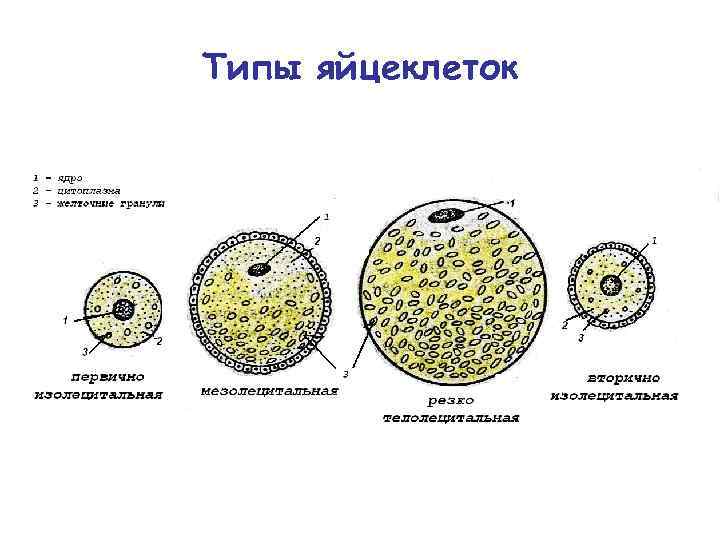 Типы яйцеклеток 