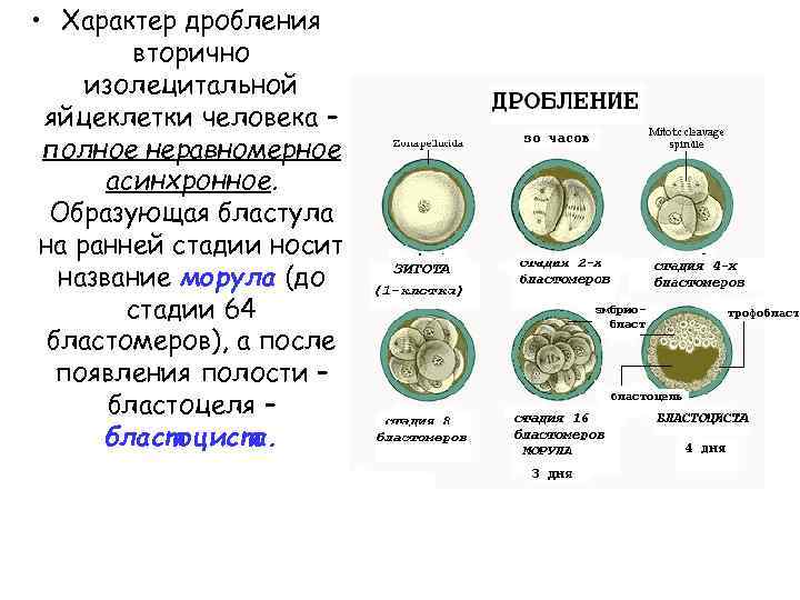 Дробление у человека. Дробление зиготы типы дробления. Тип дробления изолецитальных яйцеклеток. Характеристика стадии дробления. Схема классификации основных типов дробления.