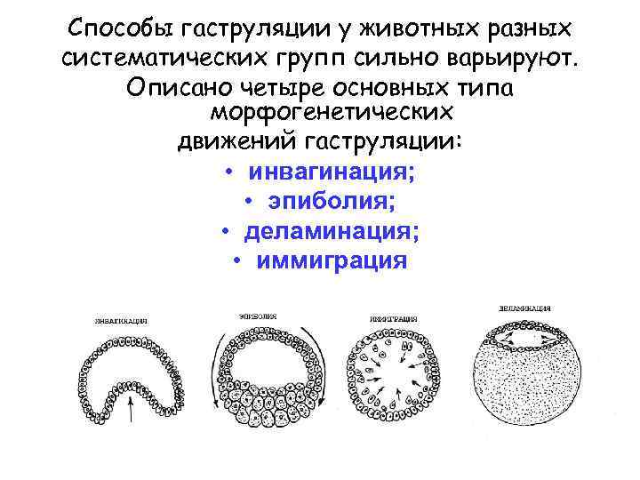 Гаструляция иммиграция рисунок