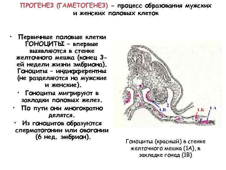 В каких органах образуются половые