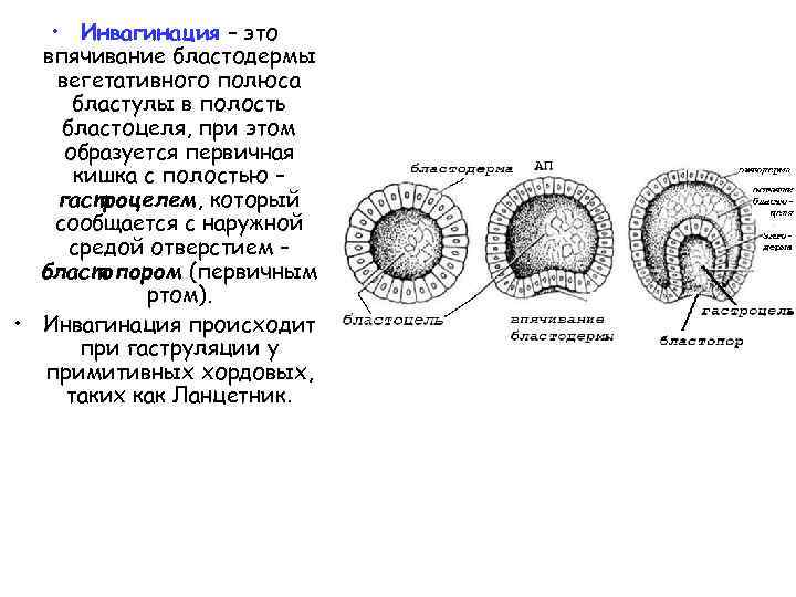 Полость первичной кишки зародыша. Гаструляция эмбриогенеза. Стадия гаструлы с бластопором. Инвагинация стадия эмбриогенеза. Бластопор у бластулы.