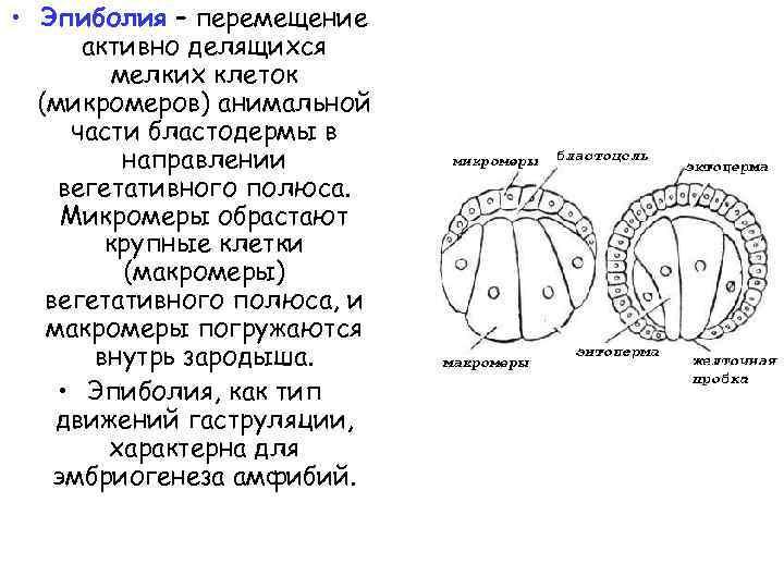  • Эпиболия – перемещение активно делящихся мелких клеток (микромеров) анимальной части бластодермы в