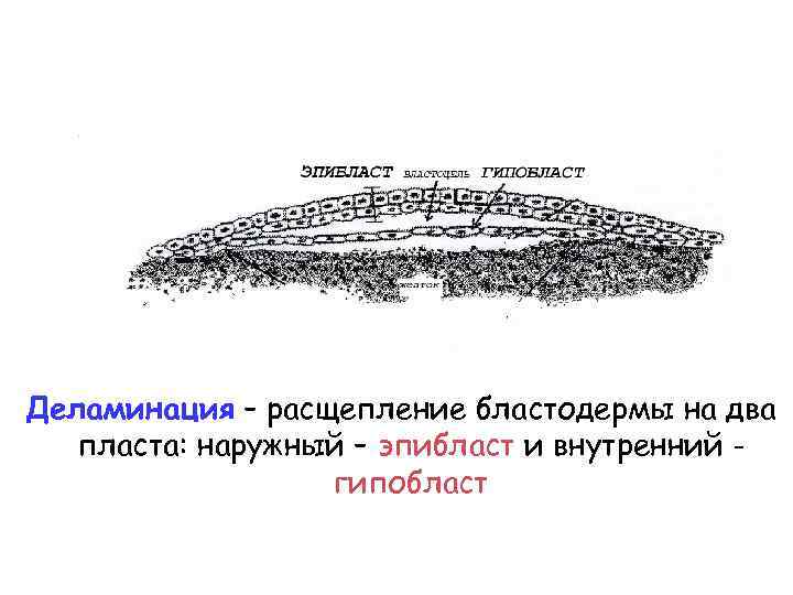 Деламинация – расщепление бластодермы на два пласта: наружный – эпибласт и внутренний гипобласт 