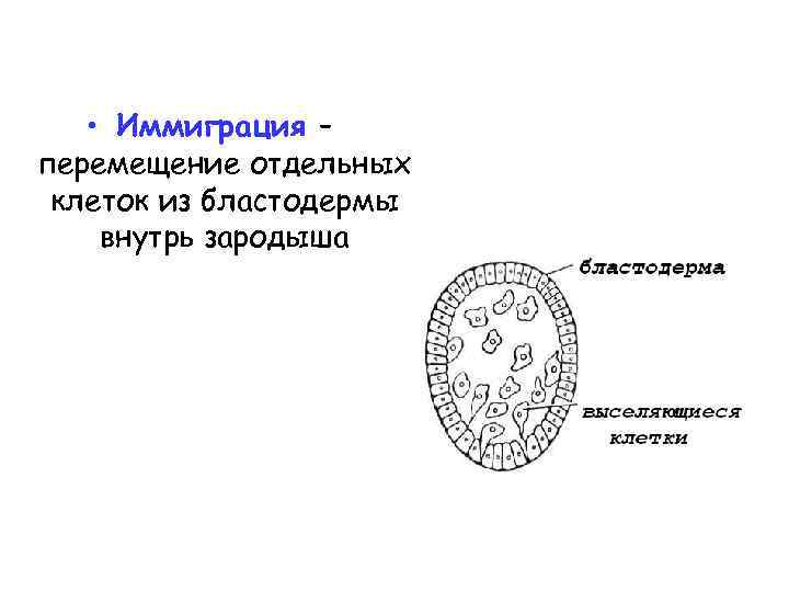  • Иммиграция – перемещение отдельных клеток из бластодермы внутрь зародыша 