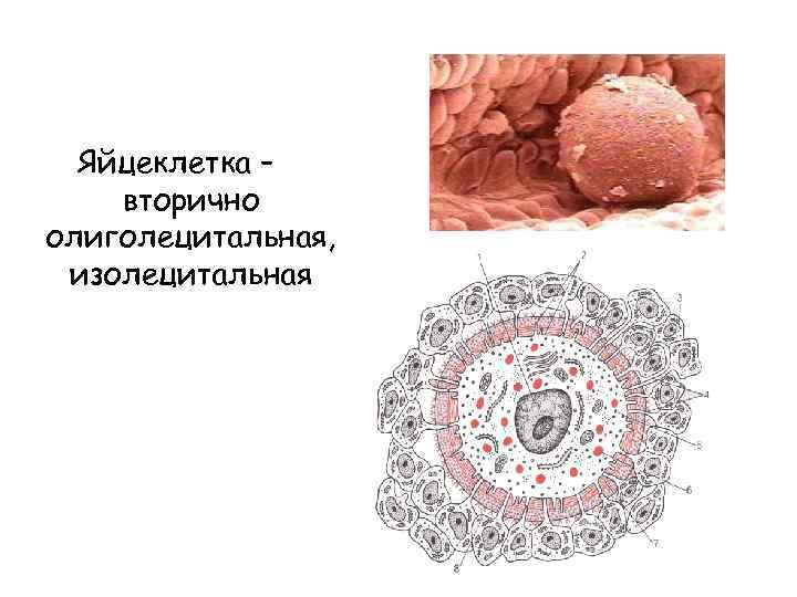 Типы яйцеклеток. Олиголецитальная яйцеклетка. Яйцеклетка человека изолецитальная. Оюизолецитальная вторично изолецитальная яйцеклетка. Изолецитальные яйцеклетки строение.