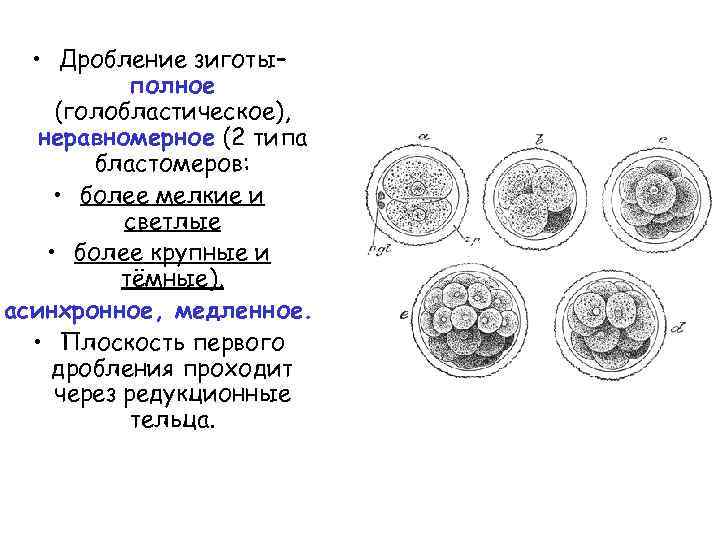 Типы дробления. Полное неравномерное асинхронное дробление. Полное асинхронное неравномерное дробление зиготы это. Дробление зиготы человека полное неравномерное асинхронное. Голобластическое дробление.