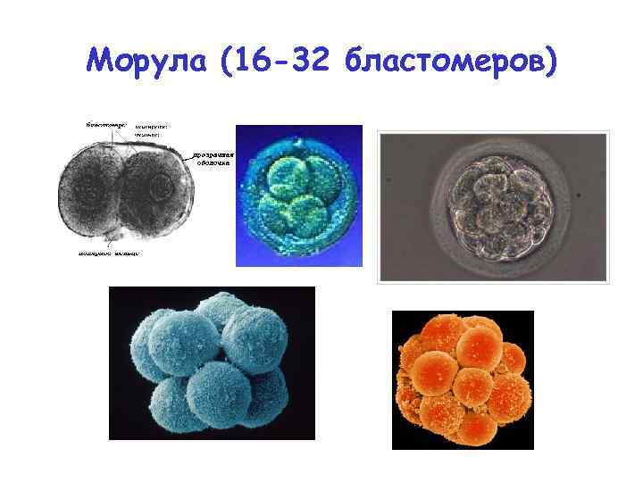 Дробление морула. Зигота бластомер морула. Морула темные бластомера. Зигота бластомер морула бластула.