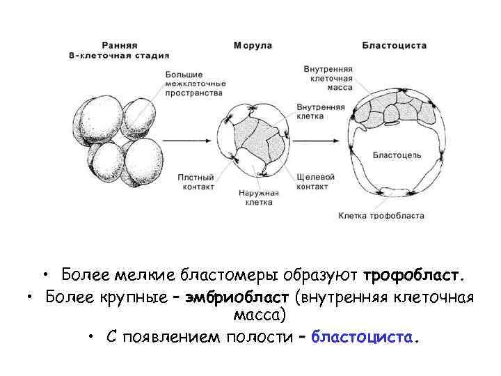 Дробление зиготы рисунок