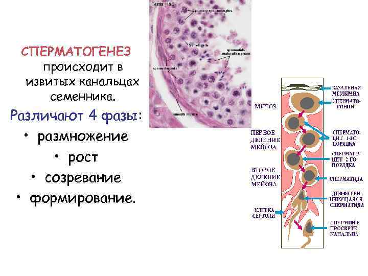 СПЕРМАТОГЕНЕЗ происходит в извитых канальцах семенника. Различают 4 фазы: • размножение • рост •