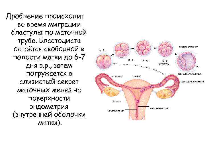 Дробление происходит во время миграции бластулы по маточной трубе. Бластоциста остаётся свободной в полости