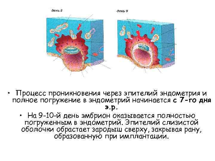  • Процесс проникновения через эпителий эндометрия и полное погружение в эндометрий начинается с