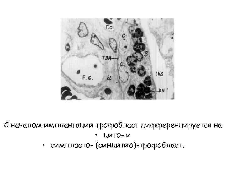 С началом имплантации трофобласт дифференцируется на • цито- и • симпласто- (синцитио)-трофобласт. 