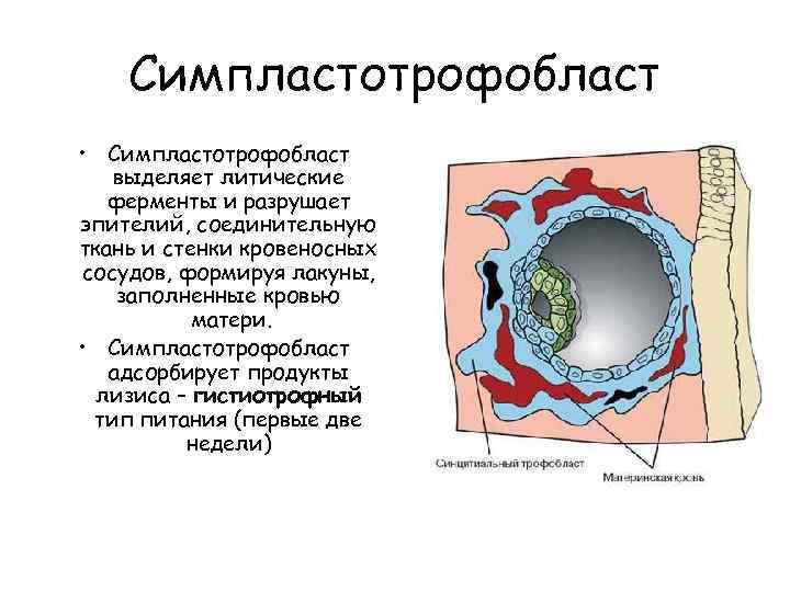 Симпластотрофобласт • Симпластотрофобласт выделяет литические ферменты и разрушает эпителий, соединительную ткань и стенки кровеносных