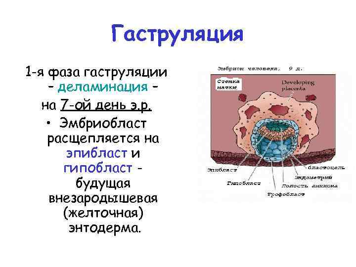 Гаструляция 1 -я фаза гаструляции – деламинация – на 7 -ой день э. р.