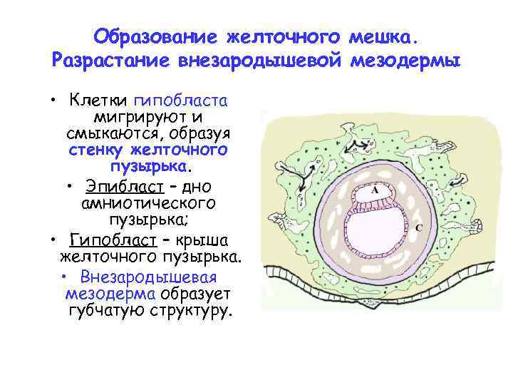 Желточная оболочка яйцеклетки