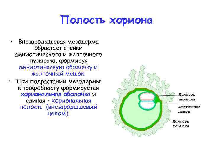 Полость хориона • Внезародышевая мезодерма обрастает стенки амниотического и желточного пузырька, формируя амниотическую оболочку