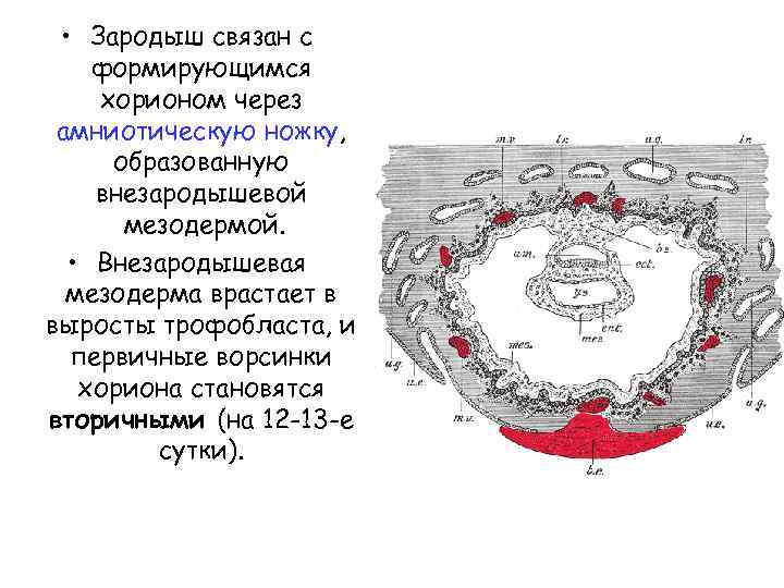  • Зародыш связан с формирующимся хорионом через амниотическую ножку, образованную внезародышевой мезодермой. •