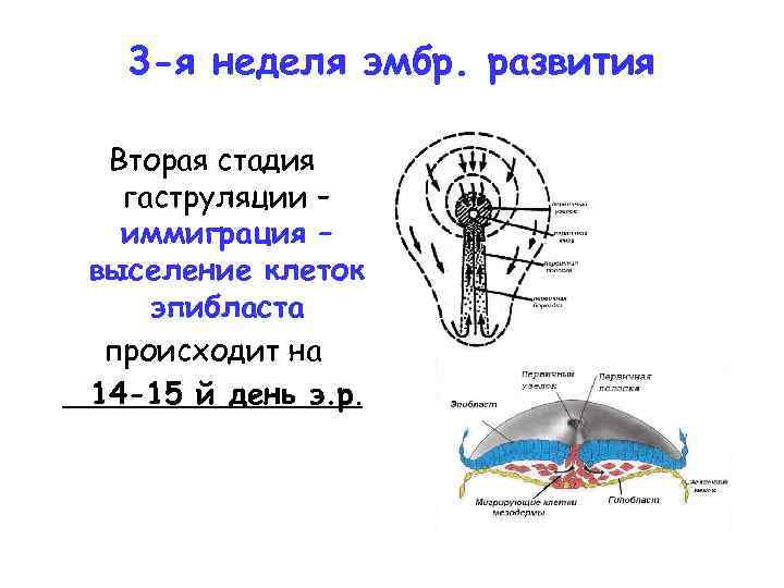 3 -я неделя эмбр. развития Вторая стадия гаструляции – иммиграция – выселение клеток эпибласта