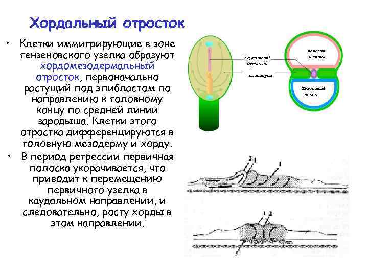 Хордальный отросток • Клетки иммигрирующие в зоне гензеновского узелка образуют хордомезодермальный отросток, первоначально растущий