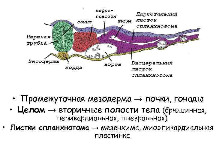  • Промежуточная мезодерма → почки, гонады • Целом → вторичные полости тела (брюшинная,